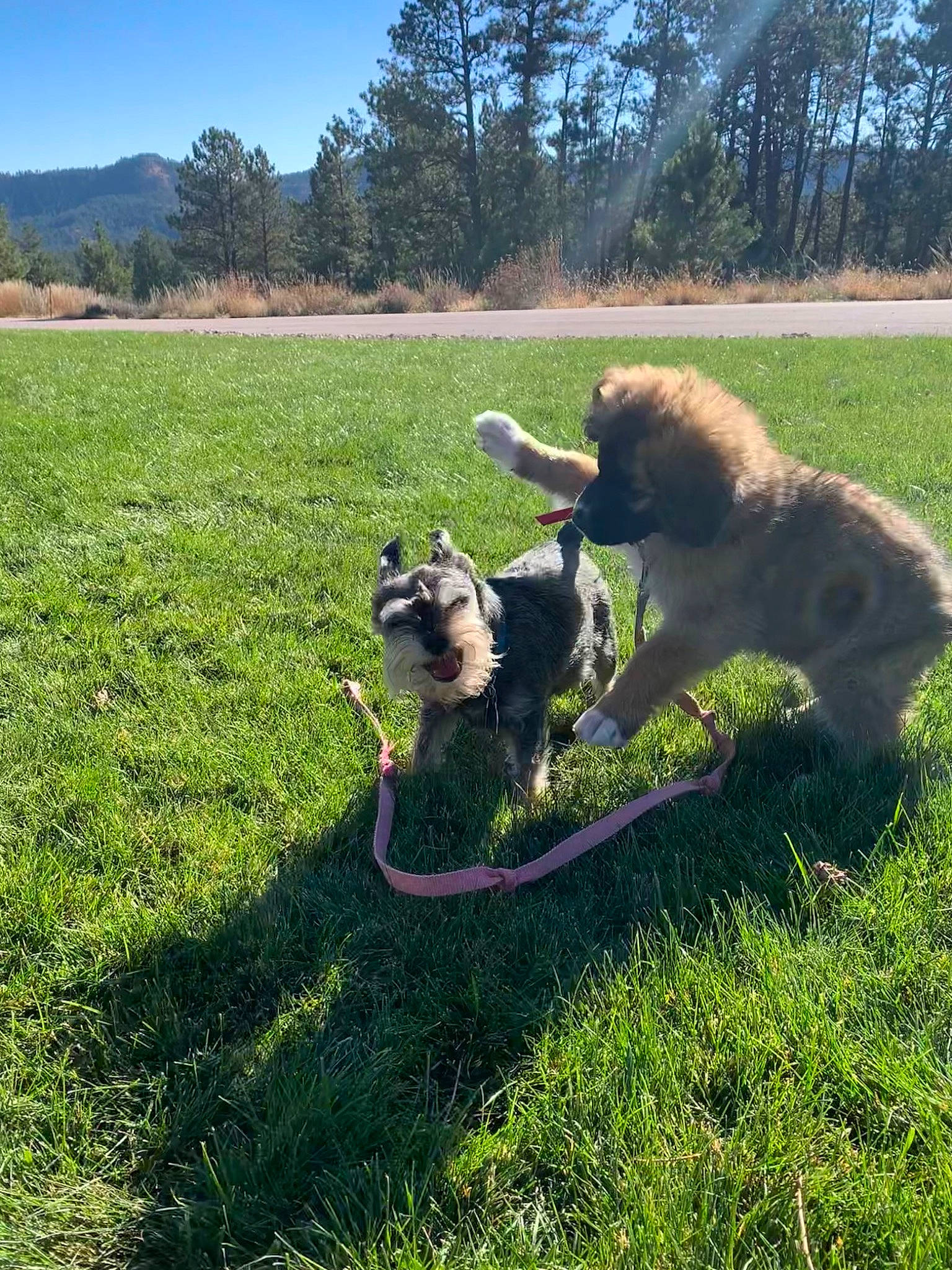 Husker is registered to the contest to win money with this photo: carnivore, collar, companion_dog, dog, dog_breed, dog_collar, fawn, garden_hose, grass, grassland, landscape, leash, old_german_shepherd_dog, pasture, plant, sky, sporting_group, tail, tree, working_animal