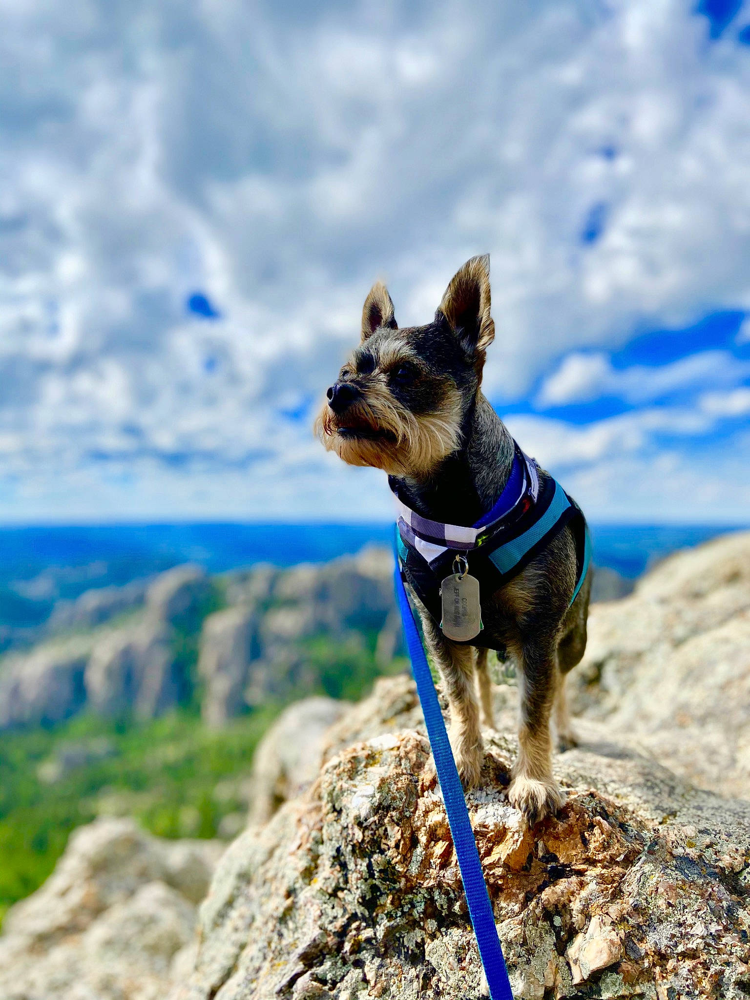 Cooper is registered to the contest to win money with this photo: bedrock, blue, carnivore, cloud, collar, companion_dog, dog, dog_breed, dog_collar, electric_blue, fawn, leash, mountain, mountainous_landforms, plant, recreation, sky, snout, sporting_group, working_animal
