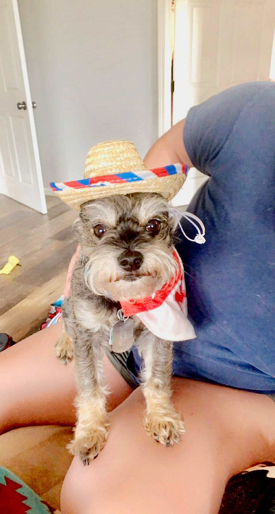 Cooper joined the competition — help win amazing prizes! carnivore, collar, companion_dog, dog, dog_breed, dog_clothes, dog_collar, dog_supply, eyewear, fashion_accessory, fawn, fur, hat, party_hat, party_supply, schnauzer, standard_schnauzer, terrier, toy_dog, working_animal