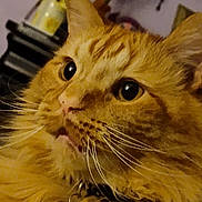 Sunnie is registered to the contest to win money with this photo: cat, orange_cat, whiskers, close_up, indoor, pet, feline, curious, fluffy, portrait, animal, domestic_cat, face, fur, ears, eyes, collar, muzzle, closeup, household