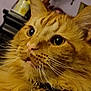 cat, orange_cat, whiskers, close_up, indoor, pet, feline, curious, fluffy, portrait, animal, domestic_cat, face, fur, ears, eyes, collar, muzzle, closeup, household