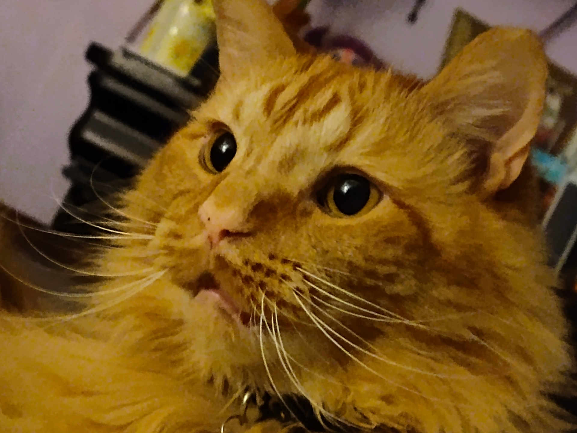 Sunnie is registered to the contest to win money with this photo: cat, orange_cat, whiskers, close_up, indoor, pet, feline, curious, fluffy, portrait, animal, domestic_cat, face, fur, ears, eyes, collar, muzzle, closeup, household