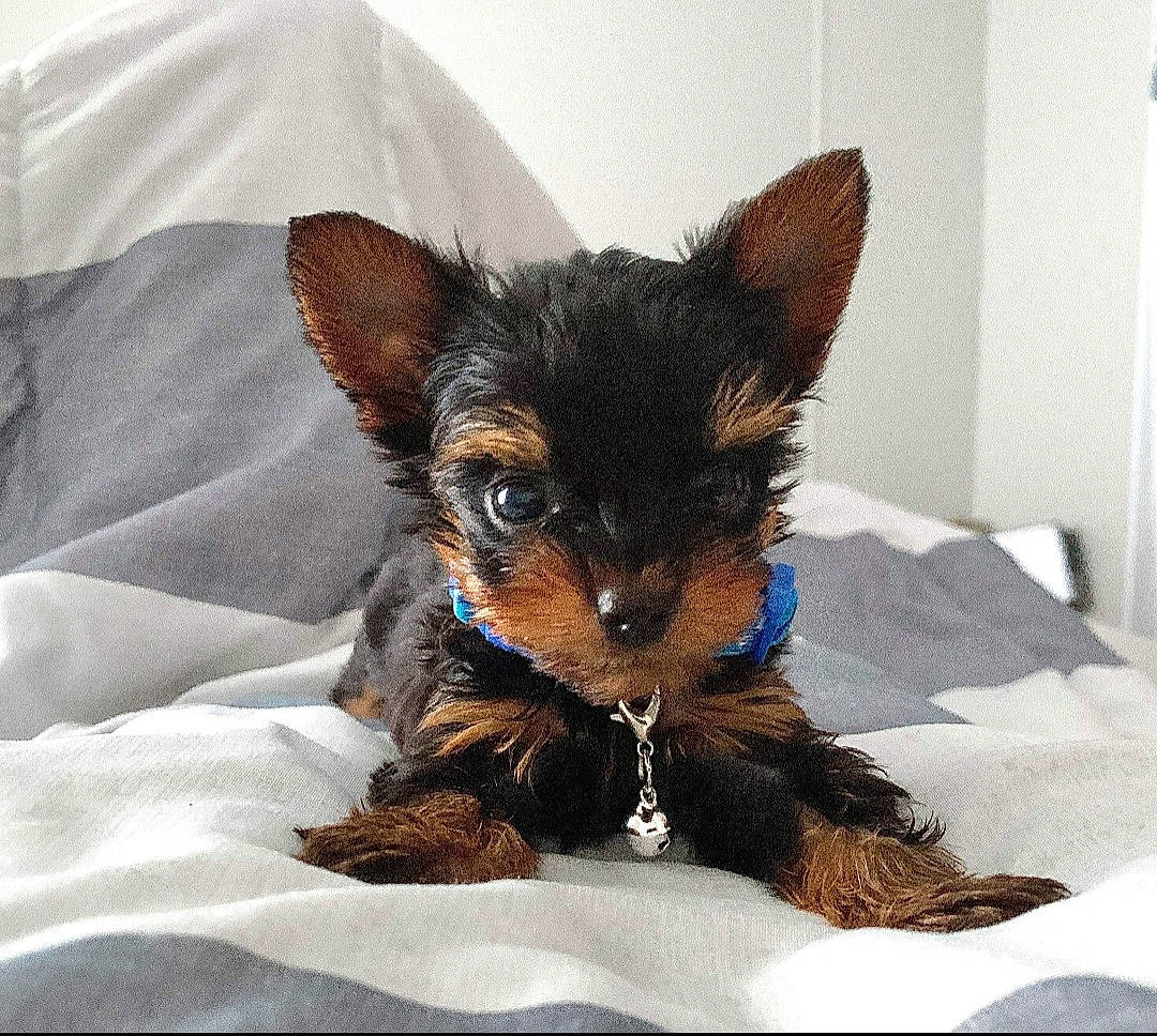 Leo is registered to the contest to win money with this photo: bed, bedding, brown, canidae, carnivore, comfort, companion_dog, dog, dog_breed, fur, linens, liver, mammal, paw, snout, sporting_group, toy_dog, whiskers, working_animal, working_dog