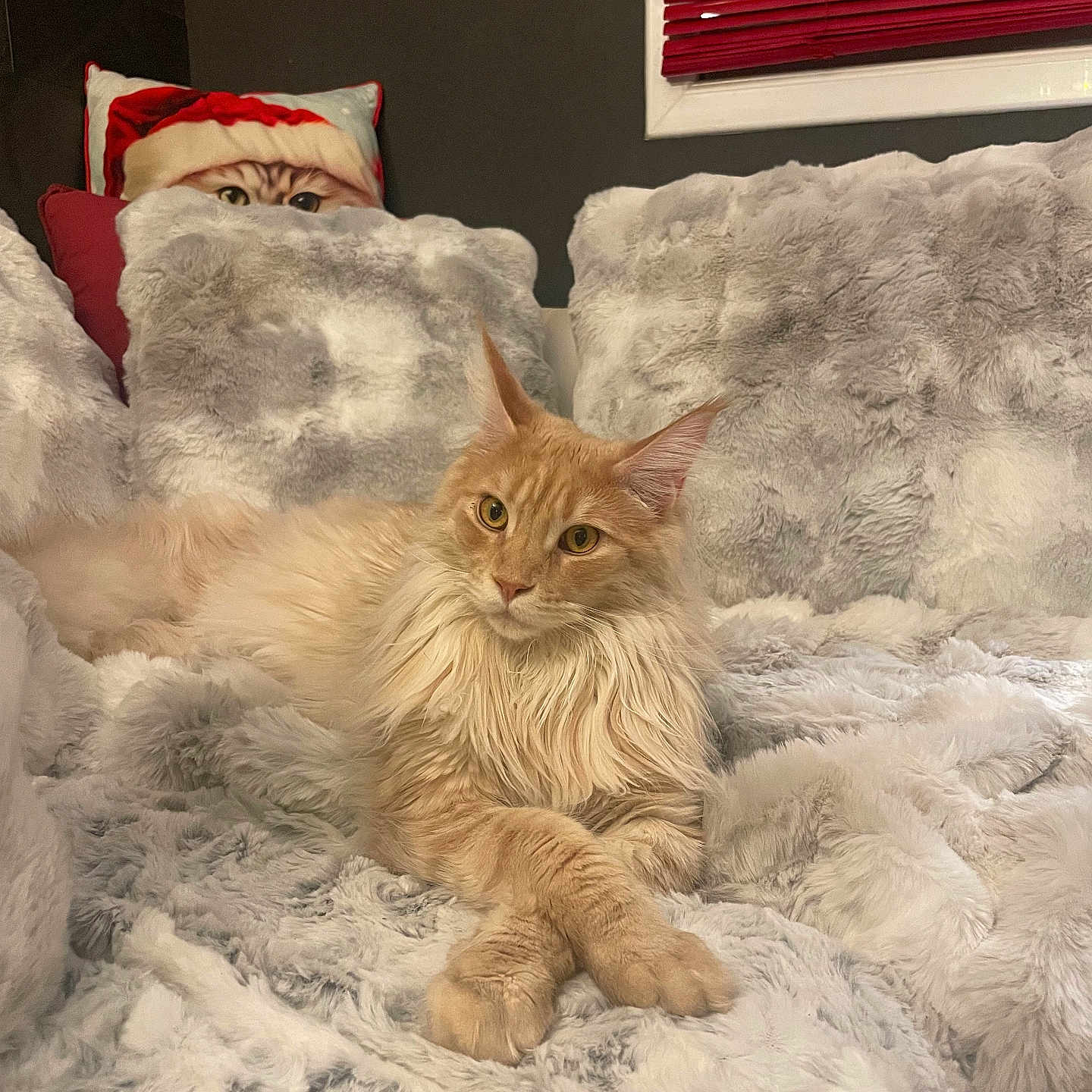 Alpha De Bleeckere a rejoint le concours — aidez-le/la à gagner de superbes lots ! animal, blinds, cat, cat_pillow, cozy, crossed_paws, cute, feline, fluffy_blanket, fur, home_decor, indoor, long_hair, orange_cat, pet, pillow, relaxed, resting, santa_hat, window