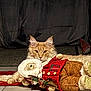 animal, brown_pants, cat, cozy, curtain, cute, decor, domestic, festive, floor, fluffy, indoor, lying_down, orange_cat, pet, plush_doll, portrait, red_jacket, relaxed, toy