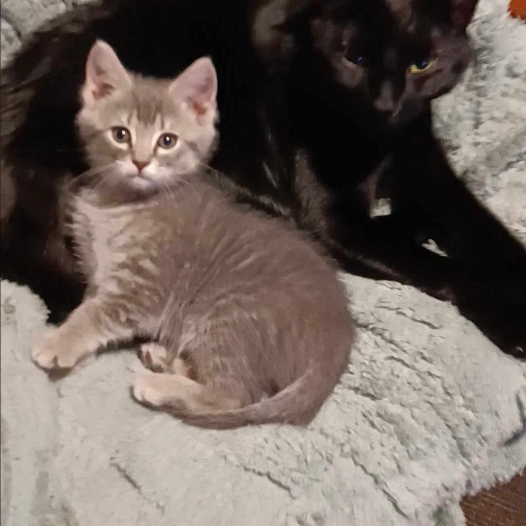Lunah is registered to the contest to win money with this photo: animal, black_cat, blanket, cat, companionship, cozy, cute, ears, feline, fluffy, fur, gray_cat, home, indoor, kitten, pets, relaxation, resting, two_animals, whiskers