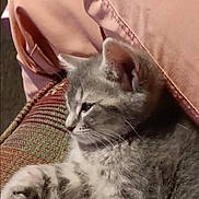 Lunah is registered to the contest to win money with this photo: kitten, gray_tabby, cat, feline, pet, cushion, fabric, pink, cozy, relaxed, whiskers, ears, fur, indoor, closeup, side_profile, resting, cute, soft, animal