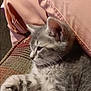 kitten, gray_tabby, cat, feline, pet, cushion, fabric, pink, cozy, relaxed, whiskers, ears, fur, indoor, closeup, side_profile, resting, cute, soft, animal
