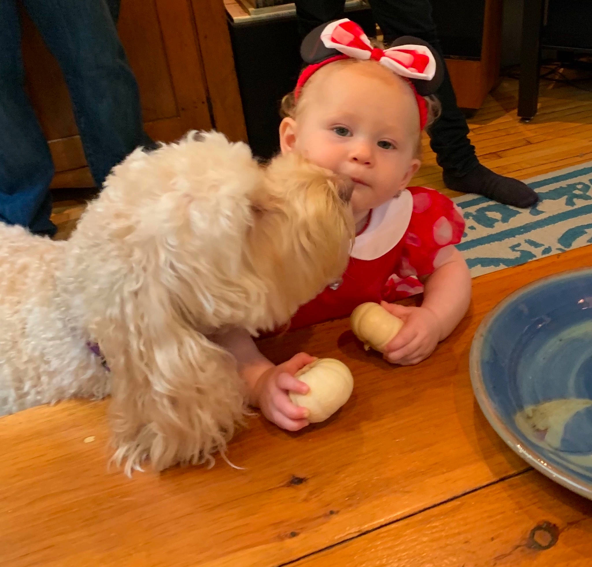 Ember is registered to the contest to win money with this photo: baby, baby_toddler_clothing, carnivore, child, companion_dog, dog, dog_breed, event, floor, flooring, fun, fur, happy, hardwood, mammal, person, shoe, sitting, toddler, toy_dog