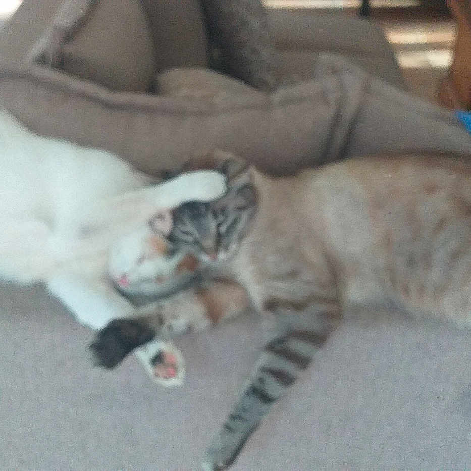 Soraya Et Simba a rejoint le concours — aidez-le/la à gagner de superbes lots ! animal, cat, companion, couch, cozy, cute, feline, friendship, fur, home, indoor, paw, pets, relaxing, resting, sleeping, soft, striped, tabby, white_cat