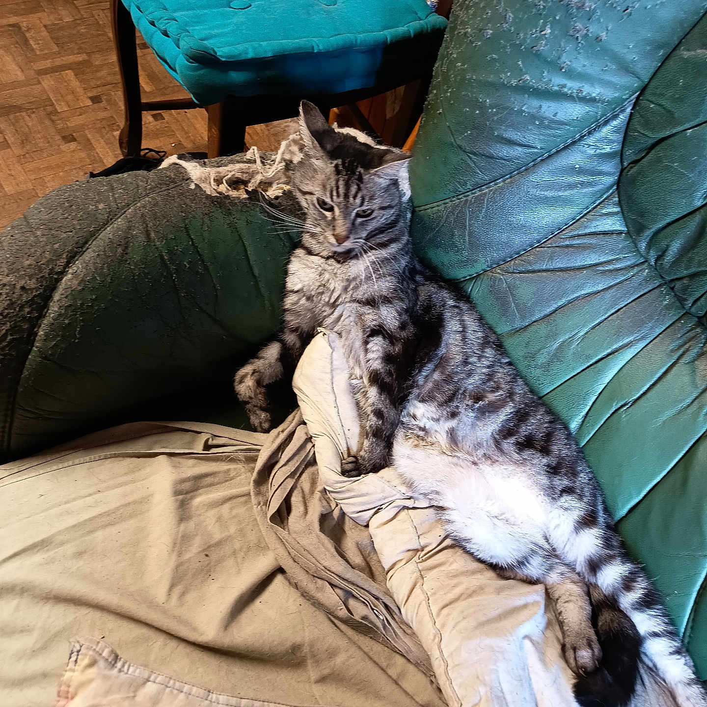 Minicat participe au concours pour gagner de l'argent avec cette photo : cat, tabby_cat, striped_fur, feline, lounging, sleepy, indoor, couch, cushion, pillows, chair, furniture, teal, turquoise, wooden_floor, home, relaxed, pet, portrait, cozy