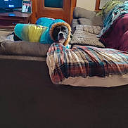 Bella joined the competition — help win amazing prizes! animal, blanket, blanket_pattern, clothing, coat, couch, curious, curtains, dog, door, furniture, home_decor, indoor, living_room, pet, photograph, pillow, television, window, wooden_frame