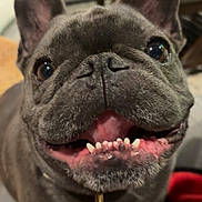 Blue joined the competition — help win amazing prizes! dog, french_bulldog, pet, smiling, teeth, close_up, indoor, animal, cute, face, ears, collar, happy, canine, domestic_animal, fur, snout, brown, table, couch