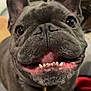 dog, french_bulldog, pet, smiling, teeth, close_up, indoor, animal, cute, face, ears, collar, happy, canine, domestic_animal, fur, snout, brown, table, couch