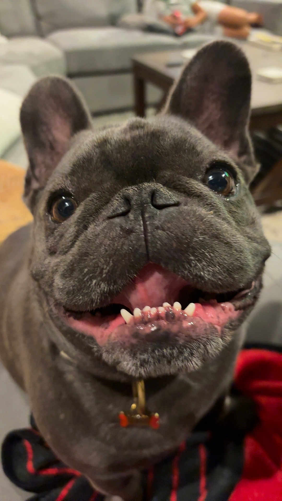 Blue joined the competition — help win amazing prizes! dog, french_bulldog, pet, smiling, teeth, close_up, indoor, animal, cute, face, ears, collar, happy, canine, domestic_animal, fur, snout, brown, table, couch