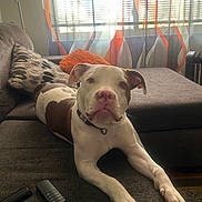 Bolt joined the competition — help win amazing prizes! brown, canine, collar, couch, curtains, dog, domestic, furniture, gray, indoor, living_room, orange, pet, pillow, relaxation, remote_control, resting, stretching, white, window