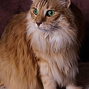 Tenesse a rejoint le concours — aidez-le/la à gagner de superbes lots ! cat, fluffy, orange_tabby, green_eyes, whiskers, fur, pet, animal, portrait, sitting, soft_texture, indoor, closeup, feline, cute, domestic_cat, looking_away, long_hair, resting, mammal