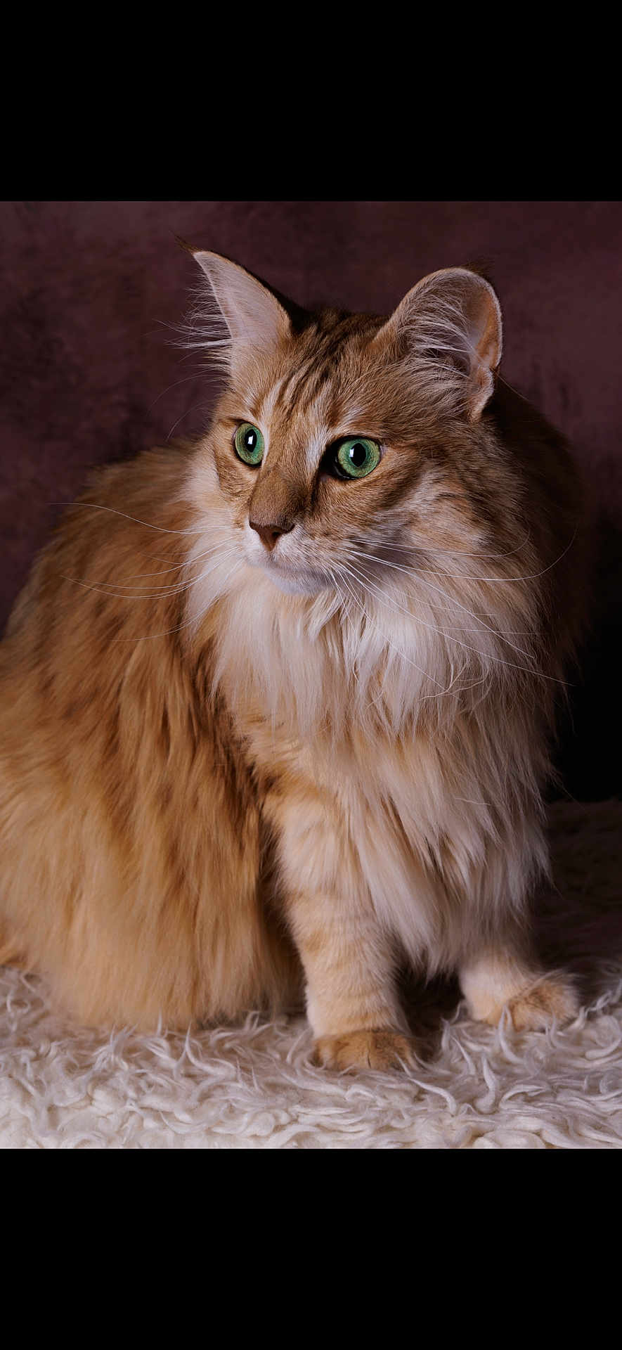 Tenesse a rejoint le concours — aidez-le/la à gagner de superbes lots ! cat, fluffy, orange_tabby, green_eyes, whiskers, fur, pet, animal, portrait, sitting, soft_texture, indoor, closeup, feline, cute, domestic_cat, looking_away, long_hair, resting, mammal
