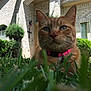 cat, orange_tabby, grass, collar, outdoor, house, brick_wall, window, bush, shrub, door, daylight, pet, mammal, domestic_animal, nature, closeup, greenery, whiskers, curious