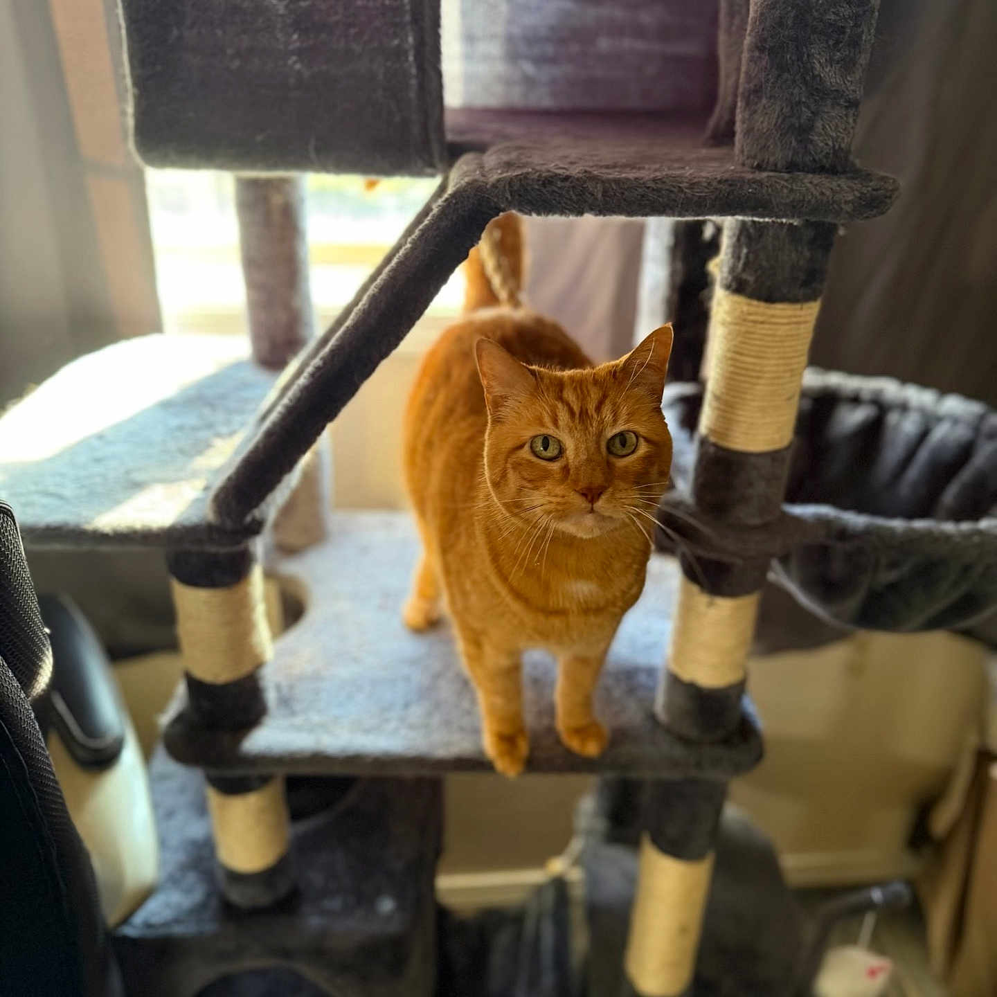 Lyrical is registered to the contest to win money with this photo: animal, cat, cat_tree, cozy, curious, domestic_cat, feline, fur, gray, home, indoor, looking_at_camera, multi_level, orange_cat, pet, scratching_post, soft_light, standing, whiskers, window_light