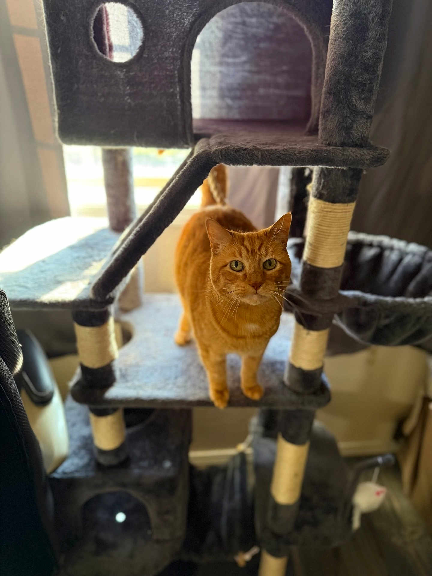 Lyrical is registered to the contest to win money with this photo: cat, cat_tree, orange_cat, indoor, pet, feline, curious, multi_level, scratching_post, window_light, home, cozy, animal, fur, whiskers, looking_at_camera, domestic_cat, soft_light, standing, gray