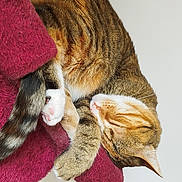 Irys a rejoint le concours — aidez-le/la à gagner de superbes lots ! cat, tabby, sleeping, curled_up, paws, fur, blanket, cozy, indoor, pet, animal, relaxation, whiskers, striped, close_up, rest, cute, soft, nap, domestic_cat