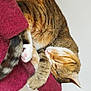 cat, tabby, sleeping, curled_up, paws, fur, blanket, cozy, indoor, pet, animal, relaxation, whiskers, striped, close_up, rest, cute, soft, nap, domestic_cat