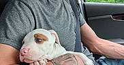 Chaos joined the competition — help win amazing prizes! man, puppy, dog, beard, tattoo, car, seatbelt, window, greenery, gray_shirt, jeans, arm, hand, pet, animal, cute, indoor, side_profile, driving, resting