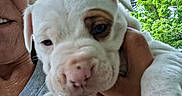 Chaos is registered to the contest to win money with this photo: closeup, daylight, dog, eye, face, fur, greenery, hand, leaf, nature, nose, outdoor, paw, person, pet, puppy, shirt, skin, smile, tree