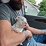 Chaos is registered to the contest to win money with this photo: man, puppy, dog, beard, tattoo, car, seatbelt, gray_tshirt, jeans, window, house, tree, arm, pet, cute, animal, portrait, indoor, holding, young_adult