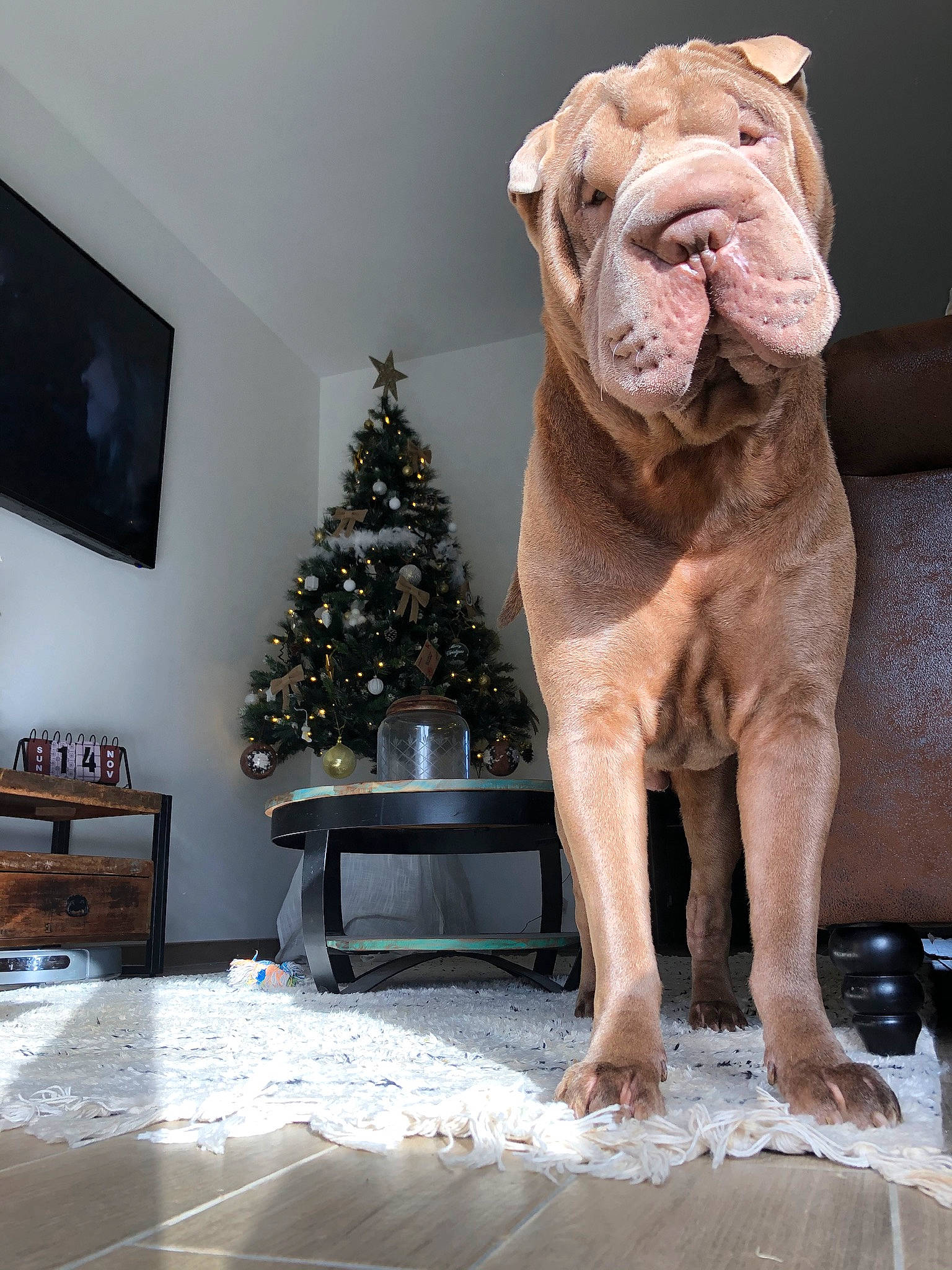 Mouchy a rejoint le concours — aidez-le/la à gagner de superbes lots ! art, carnivore, christmas_ornament, christmas_tree, dog, dog_breed, fawn, felidae, flooring, living_room, ornament, picture_frame, sculpture, statue, television, terrestrial_animal, tree, wood, working_animal, wrinkle