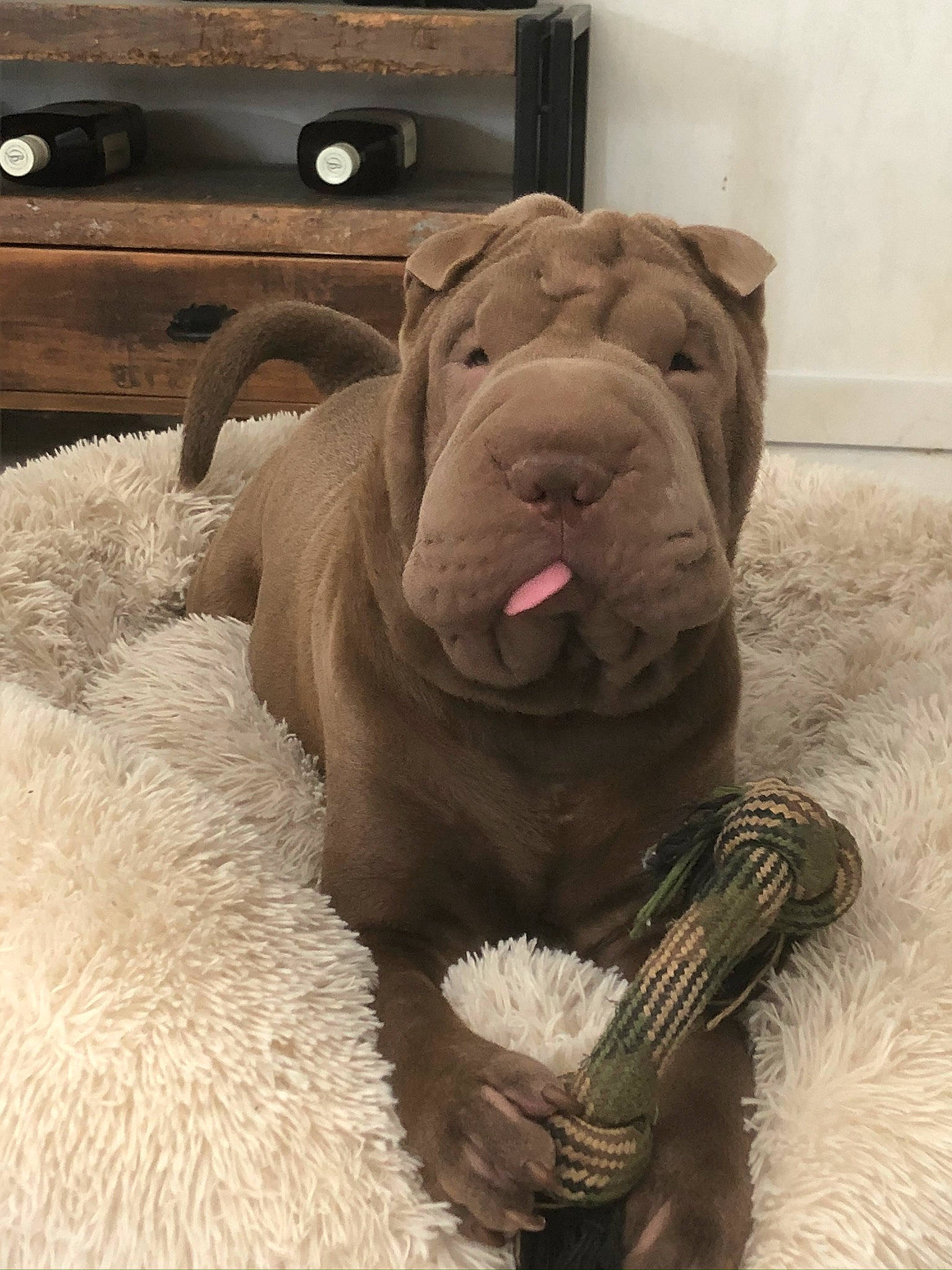 Mouchy participe au concours pour gagner de l'argent avec cette photo : art, cabinetry, carnivore, comfort, companion_dog, dog, dog_breed, drawer, fawn, fur, hardwood, home_appliance, liver, room, snout, sporting_group, toy, wood, working_animal, wrinkle