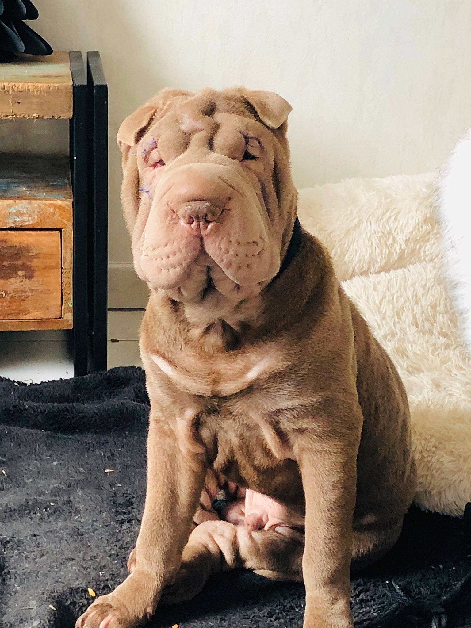 Mouchy a rejoint le concours — aidez-le/la à gagner de superbes lots ! art, box, bulldog, cabinetry, canidae, carnivore, comfort, companion_dog, dog, dog_breed, fawn, flooring, liver, molosser, snout, sporting_group, terrestrial_animal, wood, working_animal, wrinkle