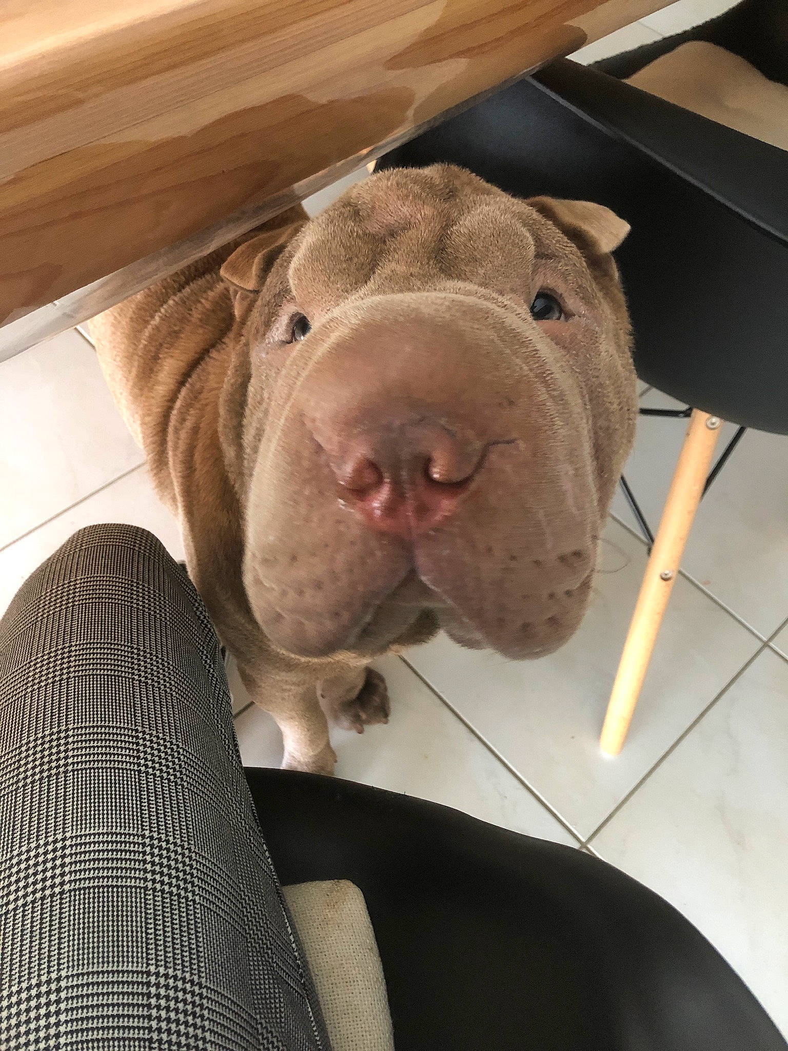 Mouchy participe au concours pour gagner de l'argent avec cette photo : canidae, carnivore, comfort, companion_dog, dog, dog_breed, domestic_pig, eye, fawn, flesh, fur, liver, livestock, non_sporting_group, snout, sporting_group, suidae, terrestrial_animal, whiskers, working_animal