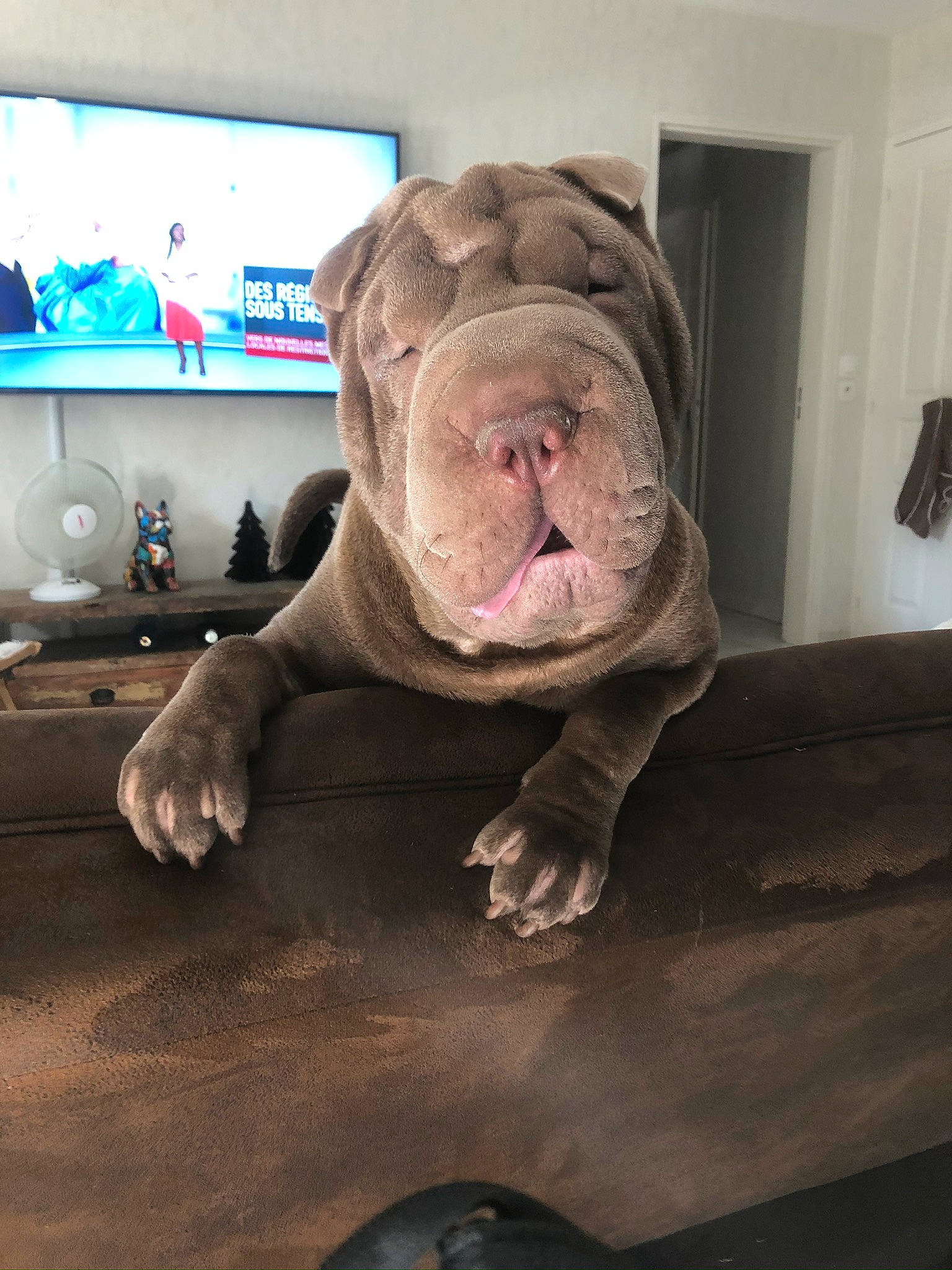 Mouchy participe au concours pour gagner de l'argent avec cette photo : art, carnivore, comfort, dog_breed, fawn, flesh, flooring, fur, jaw, personal_protective_equipment, room, sculpture, snout, sporting_group, television, terrestrial_animal, toy, whiskers, wood, wrinkle