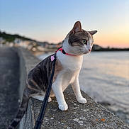 Tapioca participe au concours pour gagner de l'argent avec cette photo : cat, feline, pet, leash, collar, sunset, water, sea, coast, stone_wall, outdoor, animal, curious, sitting, side_view, nature, evening, scenic, domestic_animal, blurred_background