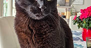 Merlin a rejoint le concours — aidez-le/la à gagner de superbes lots ! black_cat, cat, cat_tree, chair, close_up, curious, daylight, domestic_cat, feline, flower_pot, fur, green_eyes, home, indoor, pet, red_flowers, table, tablecloth, whiskers, window