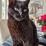 Merlin a rejoint le concours — aidez-le/la à gagner de superbes lots ! cat, black_cat, green_eyes, indoor, table, tablecloth, flower_pot, red_flowers, cat_tree, chair, window, daylight, pet, feline, whiskers, fur, domestic_cat, curious, close_up, home