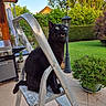 Merlin a rejoint le concours — aidez-le/la à gagner de superbes lots ! animal, backyard, black_cat, cat, curious, daylight, feline, garden, greenery, home, ladder, lamp_post, looking_up, metal, nature, outdoor, pet, plant, potted_plant, tile_floor