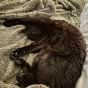 Merlin a rejoint le concours — aidez-le/la à gagner de superbes lots ! cat, black_cat, sleeping, curled_up, furry, pet, animal, blanket, cozy, indoor, resting, soft, fur, paw, bed, comfort, relaxation, cute, warm, sleep