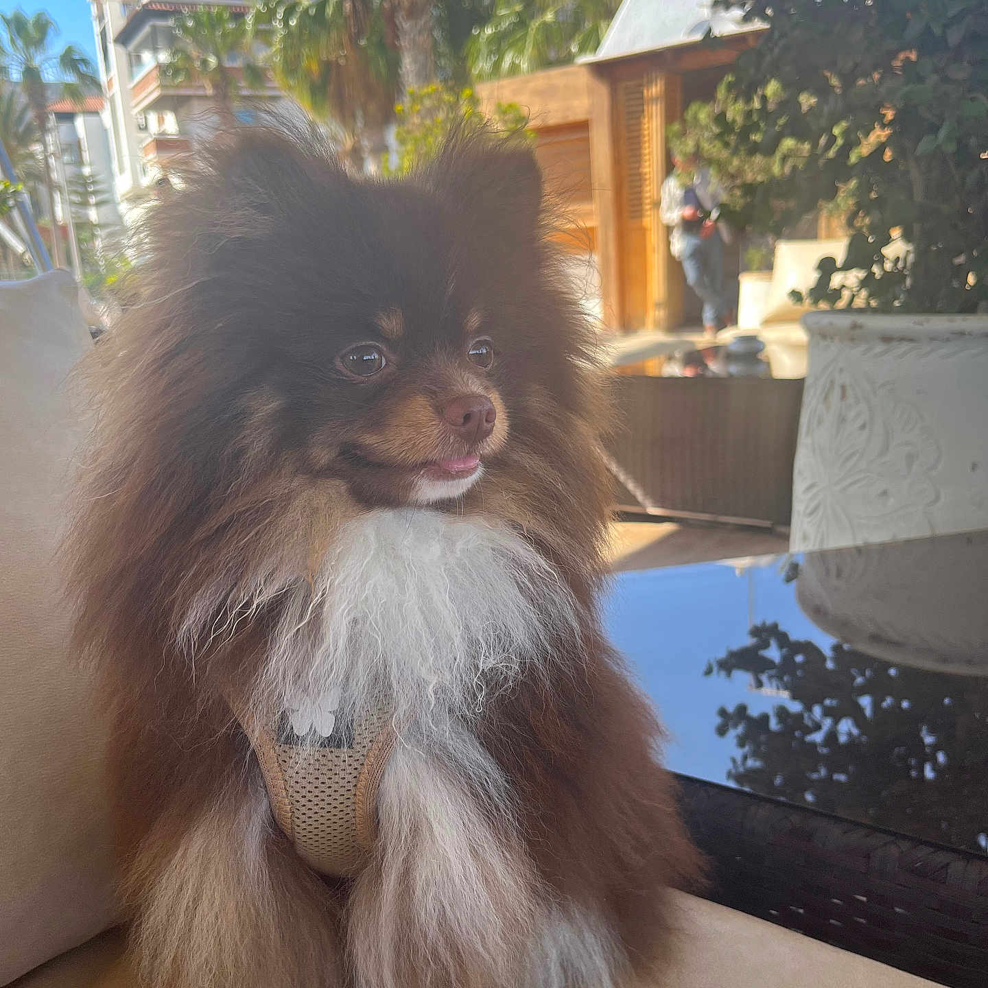 Toffy participe au concours pour gagner de l'argent avec cette photo : animal, architecture, building, canine, dog, indoors, interiordesign, jar, outdoors, palmtree, pet, plant, planter, pottedplant, pottery, puppy, shelter, tree, vase, vegetation