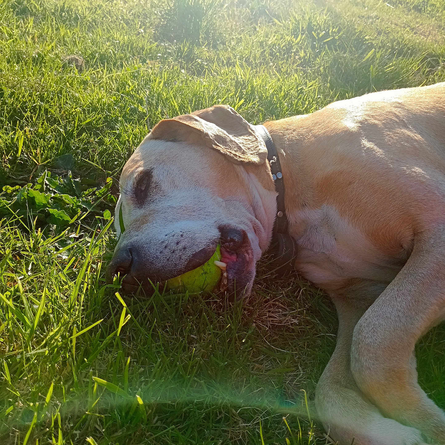 Bady participe au concours pour gagner de l'argent avec cette photo : animal, ball, bulldog, canine, dog, field, grass, grassland, hound, labradorretriever, lawn, nature, outdoors, pet, plant, pointer, puppy, sport, tennis, tennisball