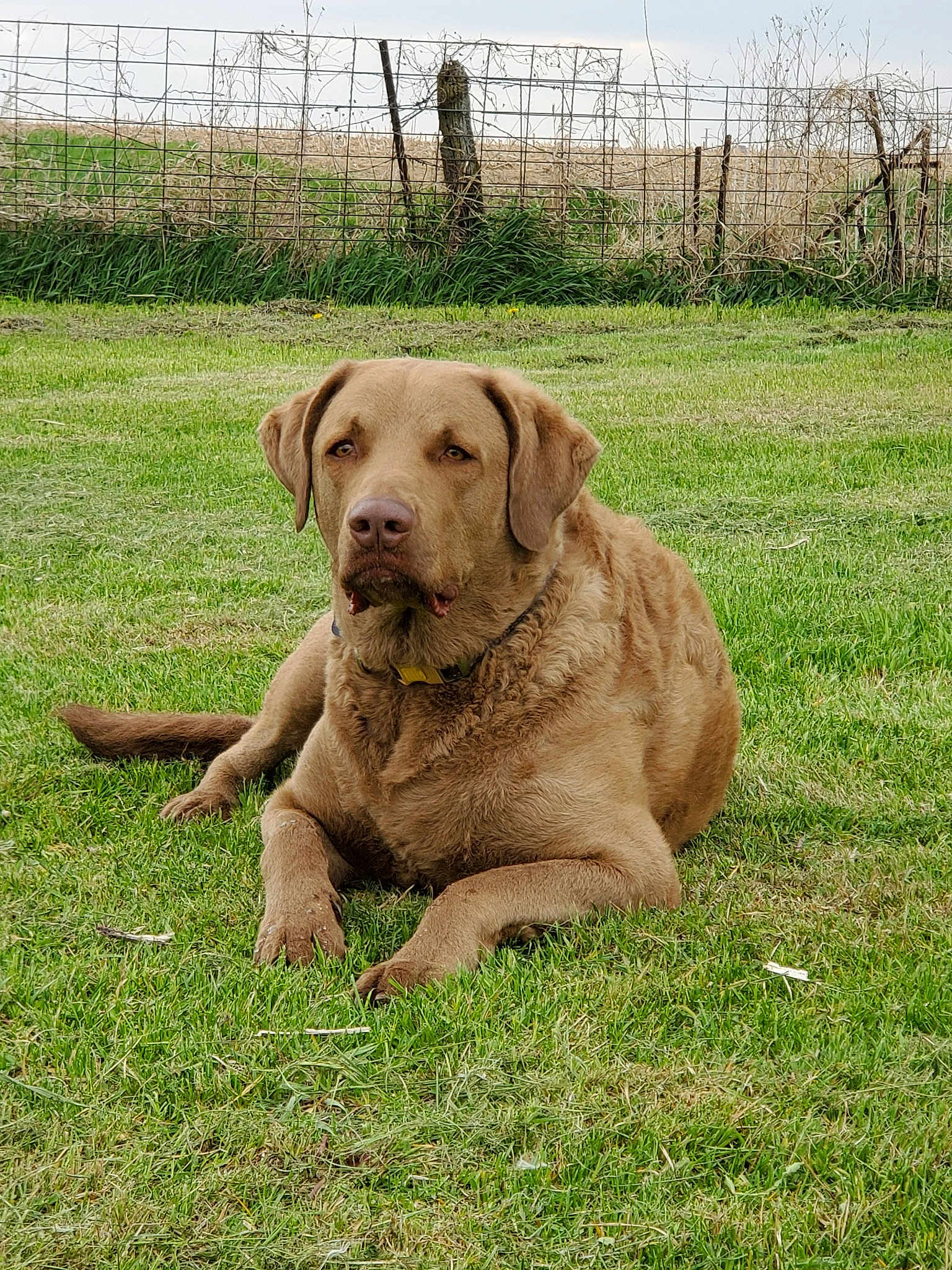 Cooper