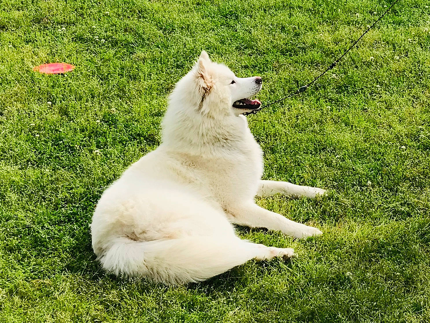 Ghost Of Things To Come is registered to the contest to win money with this photo: american_eskimo_dog, berger_blanc_suisse, canidae, carnivore, companion_dog, dog, dog_breed, german_spitz_mittel, grass, japanese_spitz, kintamani, lawn, mammal, non_sporting_group, norwegian_buhund, pungsan_dog, samoyed, vertebrate, volpino_italiano, white_shepherd