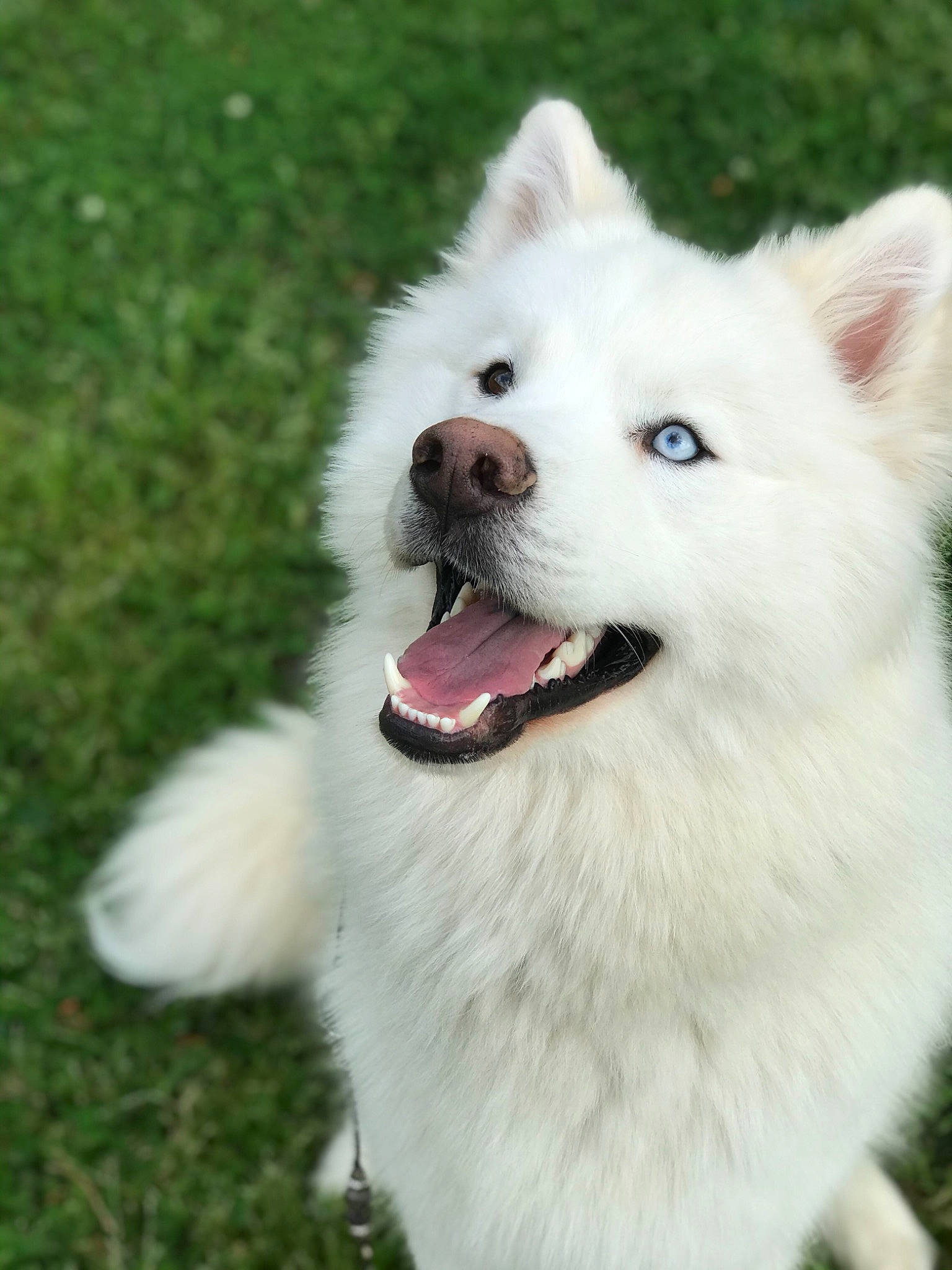 Ghost Of Things To Come is registered to the contest to win money with this photo: american_eskimo_dog, berger_blanc_suisse, canadian_eskimo_dog, canidae, carnivore, companion_dog, dog, dog_breed, german_spitz, german_spitz_mittel, indian_spitz, japanese_spitz, kintamani, mammal, non_sporting_group, rare_breed_dog, samoyed, spitz, vertebrate, volpino_italiano