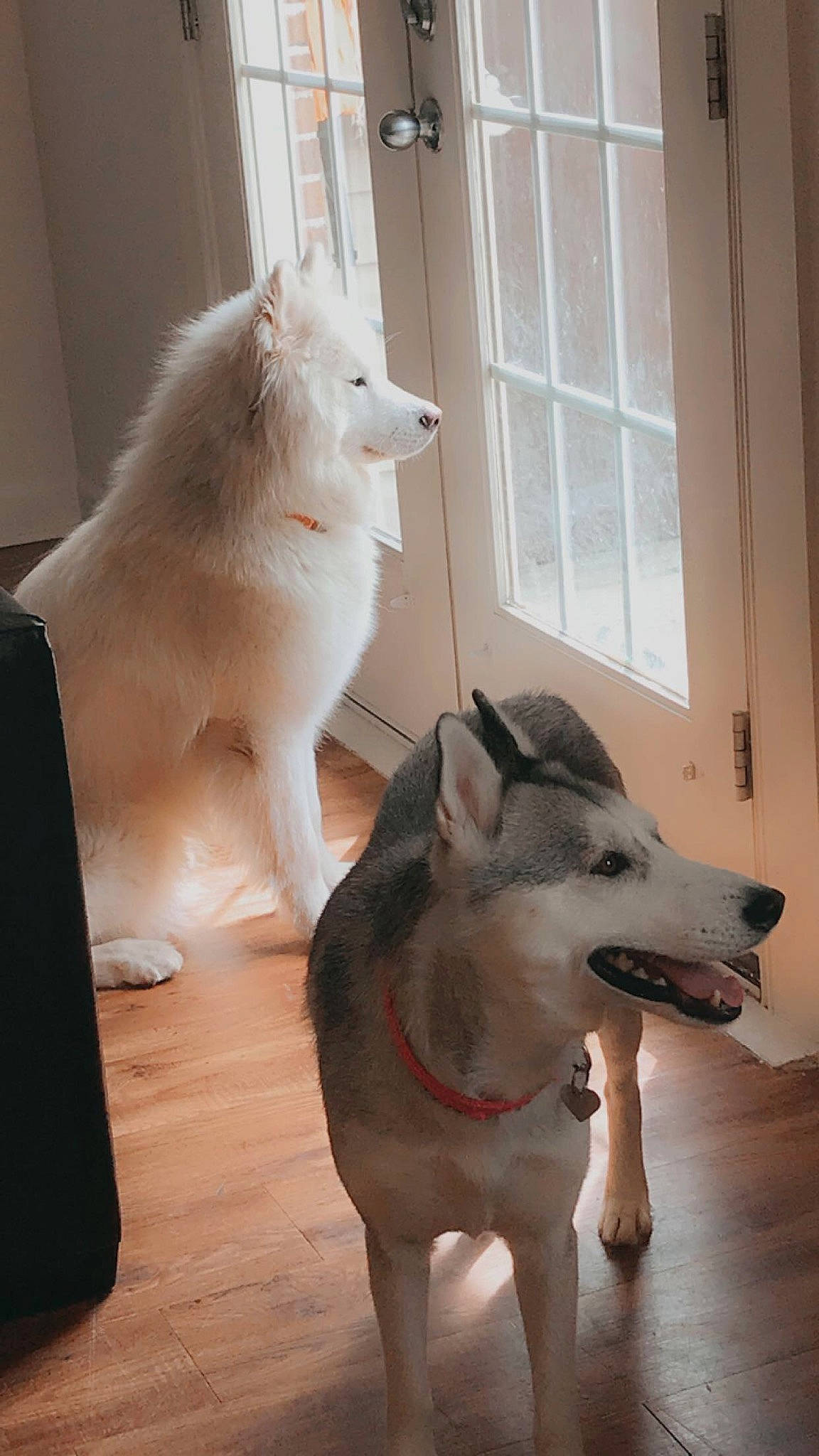 Ghost Of Things To Come is registered to the contest to win money with this photo: alaskan_malamute, ancient_dog_breeds, berger_blanc_suisse, canadian_eskimo_dog, canidae, carnivore, dog, dog_breed, east_siberian_laika, mammal, northern_inuit_dog, rare_breed_dog, sakhalin_husky, samoyed, seppala_siberian_sleddog, siberian_husky, tamaskan_dog, vertebrate, wolfdog, working_dog