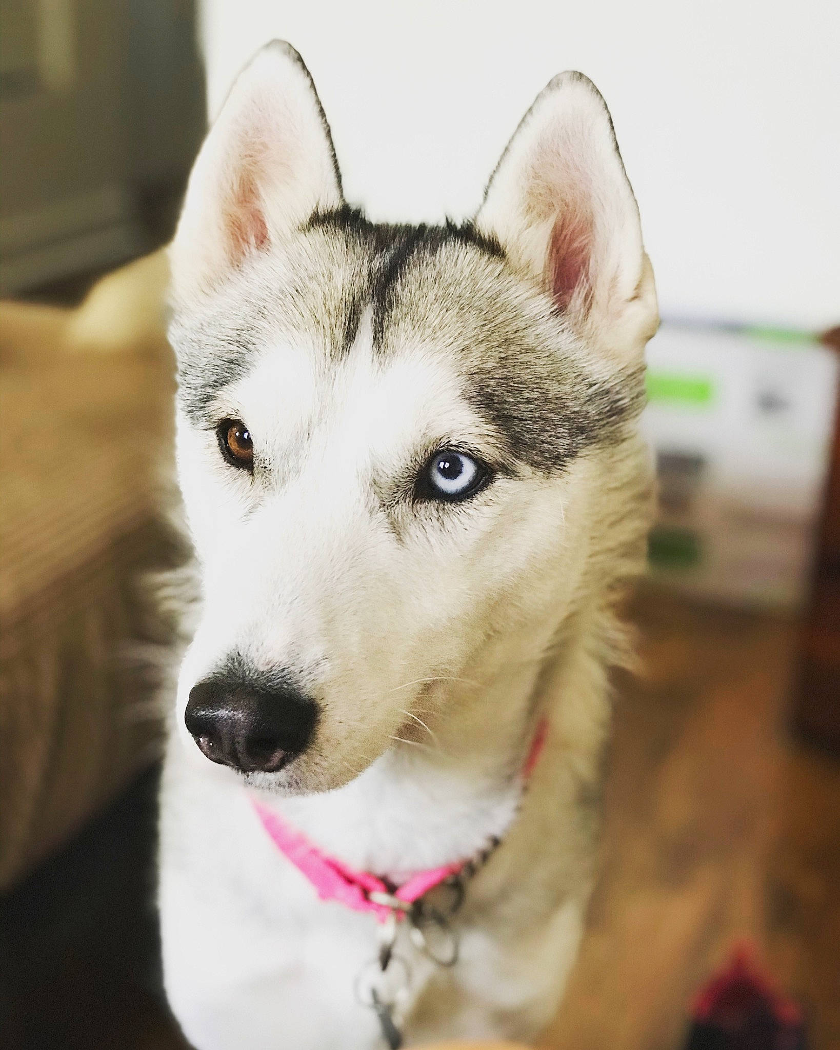 Winter Feather is registered to the contest to win money with this photo: alaskan_malamute, canadian_eskimo_dog, canidae, carnivore, dog, dog_breed, eye, greenland_dog, mammal, miniature_siberian_husky, northern_inuit_dog, nose, sakhalin_husky, seppala_siberian_sleddog, siberian_husky, sled_dog, snout, tamaskan_dog, vertebrate, wolfdog