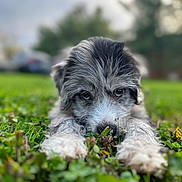 Tyson is registered to the contest to win money with this photo: adorable, animal, blurred_background, closeup, cute, daylight, dog, eyes, fur, grass, greenery, lying_down, nature, outdoor, paws, pet, playful, puppy, snout, young