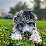 adorable, animal, blurred_background, closeup, cute, daylight, dog, eyes, fur, grass, greenery, lying_down, nature, outdoor, paws, pet, playful, puppy, snout, young