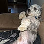 Tyson is registered to the contest to win money with this photo: animal, black, brown, canine, collar, comfort, companion, couch, dog, fur, furniture, home, household, indoor, living_room, pet, relaxed, resting, seat, white